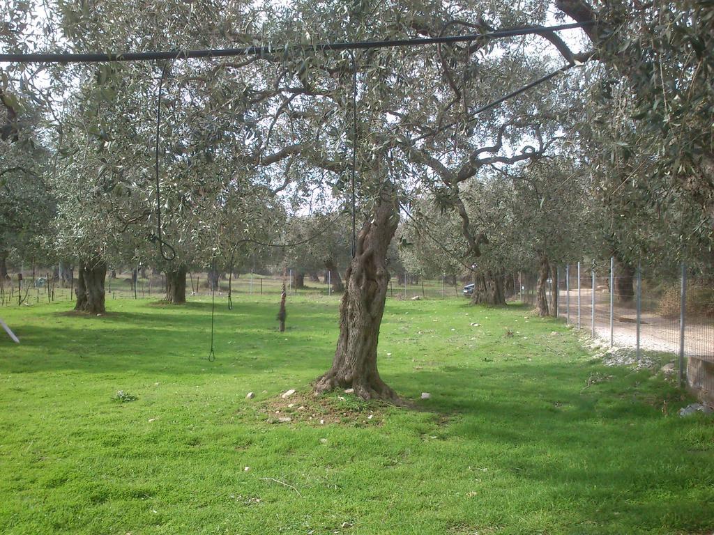 Elea Stone Houses In Organic Quiet Olive Grove, Prinos, Thassos Prínos Exterior foto