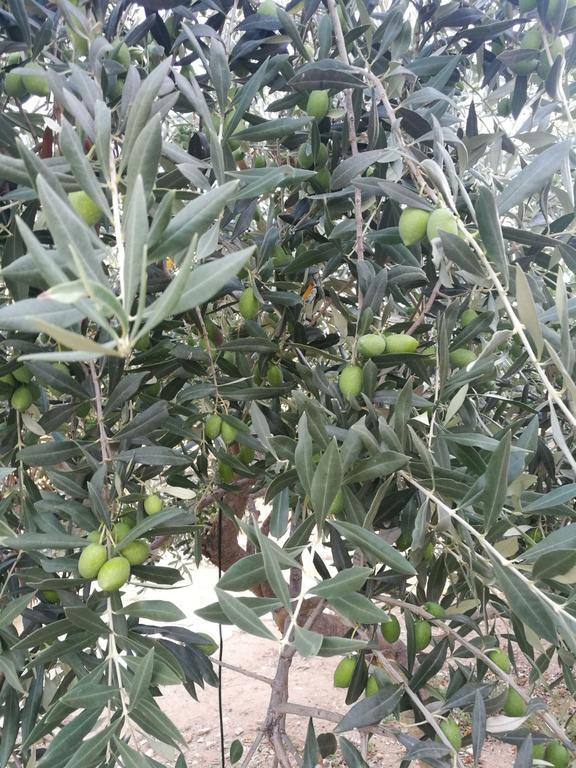 Elea Stone Houses In Organic Quiet Olive Grove, Prinos, Thassos Prínos Exterior foto